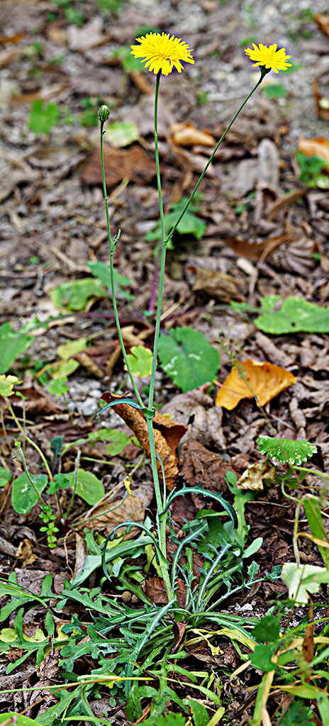Aiuto determinazione - Asteraceae